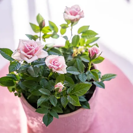 Ingrid Apartamento *