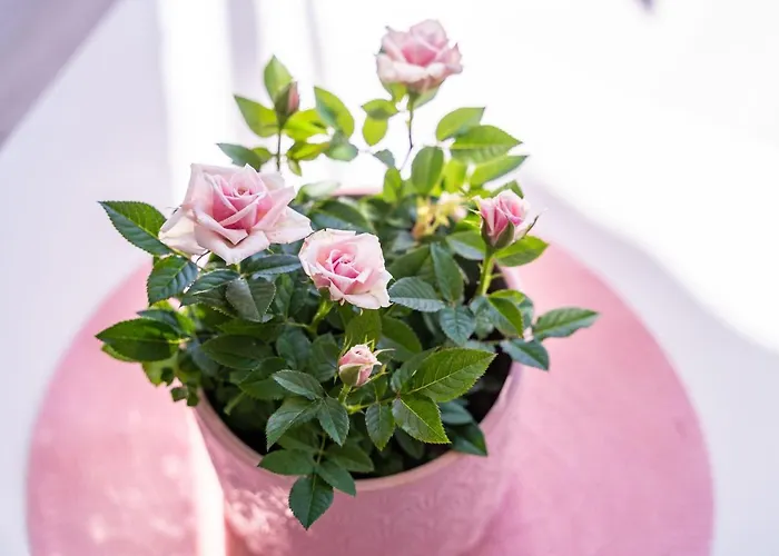 Ingrid Διαμέρισμα *